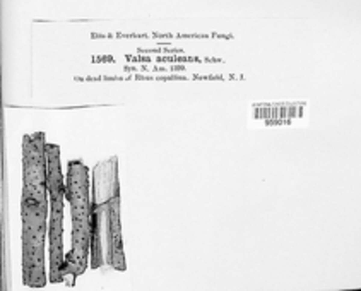 Synnemasporella aculeans image
